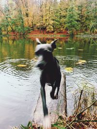 Full length of dog jumping out from lake in forest