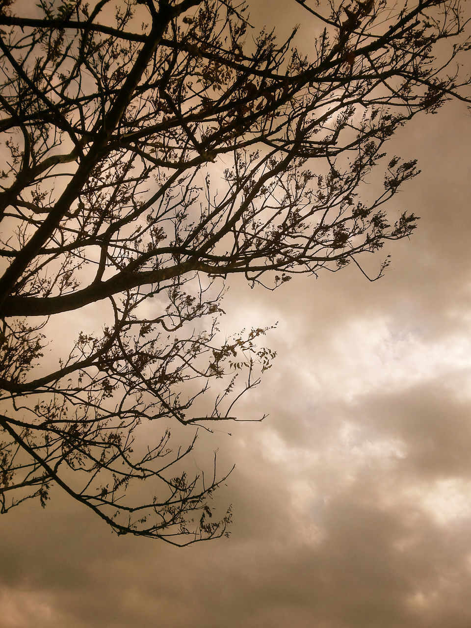 low angle view, branch, sky, tree, bare tree, silhouette, cloud - sky, nature, tranquility, beauty in nature, cloudy, scenics, cloud, outdoors, dusk, sunset, no people, growth, tranquil scene, twig