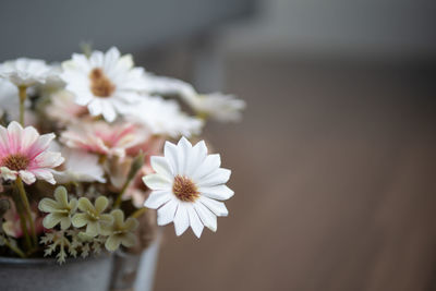 Close-up of white daisy flowers