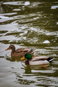 Duck swimming in lake