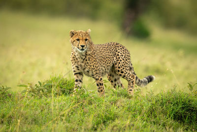 Cheetah cub stands in grass turning head