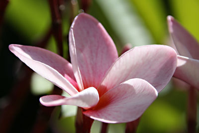 Close-up of pink flower blooming outdoors