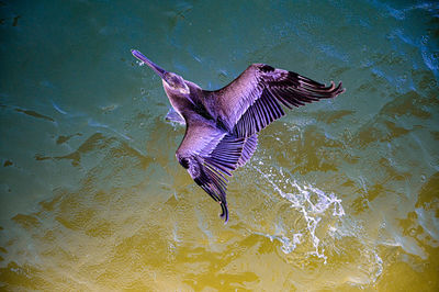 High angle view of bird flying over lake