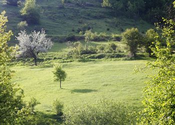 Trees on field in forest