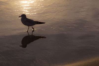 High angle view of seagull on beach
