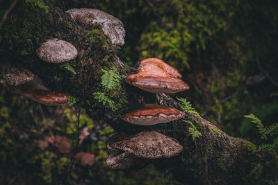 Close-up of mushroom growing in forest