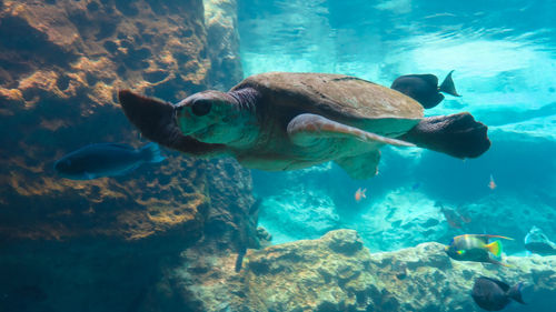 Sea turtle swimming with fish in aquarium