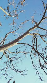 Low angle view of bare tree against clear sky