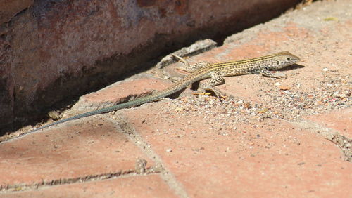 Close-up of lizard on ground