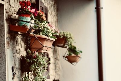 Close-up of potted plant against window