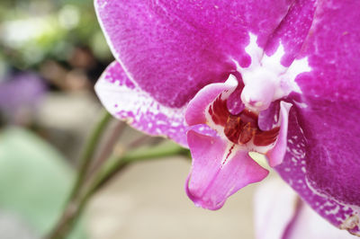 Close-up of pink flower blooming outdoors