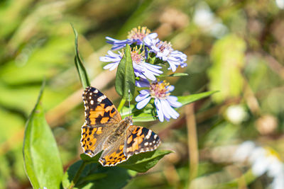 Close-up of butterfly pollinating on flower