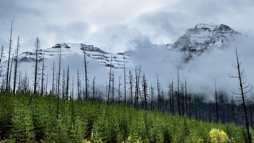 Scenic view of pine trees against sky