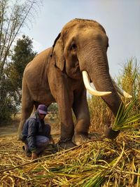 Full length of elephant on land