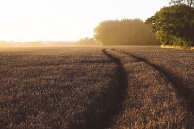 Tire tracks in field at sunset