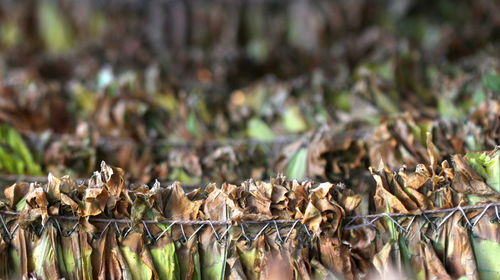 Close-up of grass