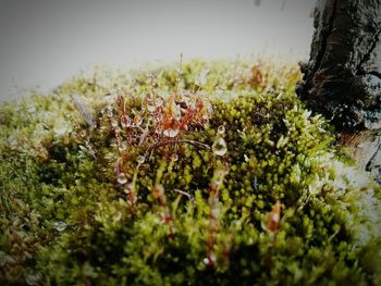 Close-up of plant growing on tree