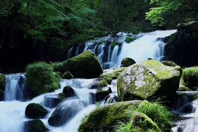 View of waterfall in forest