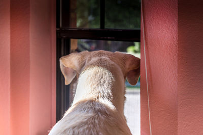 What's going on outside on the street, dog looking out of a window 