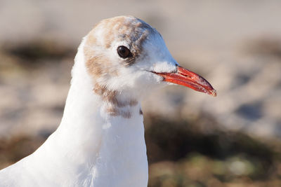 Close-up of seagull looking away