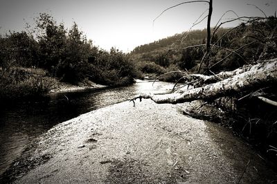 View of trees along river