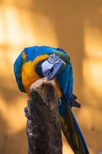 Close-up of blue parrot perching on wooden post