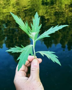 Close-up of person holding leaf