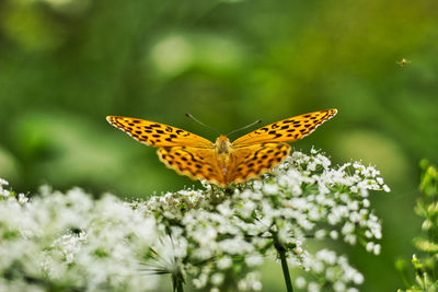 Close-up of butterfly pollinating on flower