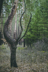 Trees in forest