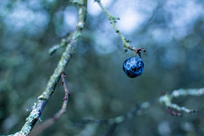 Winter berry