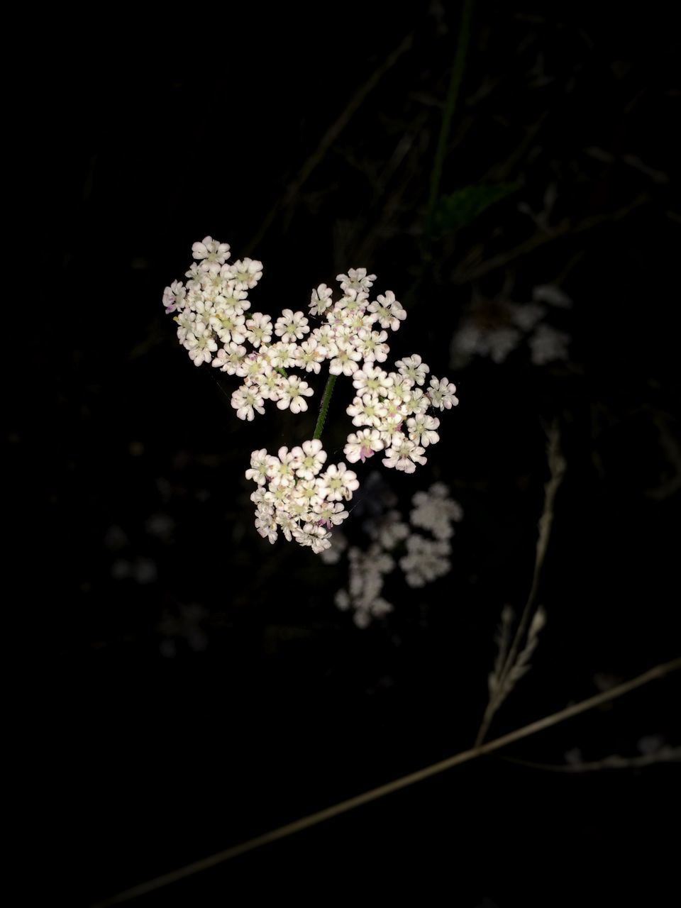 flower, fragility, freshness, growth, white color, petal, beauty in nature, flower head, nature, close-up, night, plant, blooming, black background, in bloom, blossom, focus on foreground, white, stem, selective focus