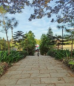 Rear view of man walking on footpath amidst trees against sky
