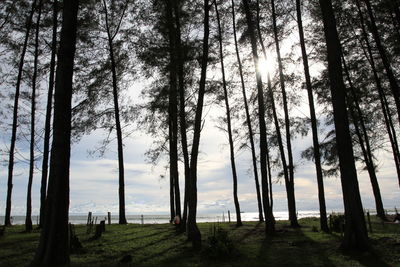 Trees on field against sky