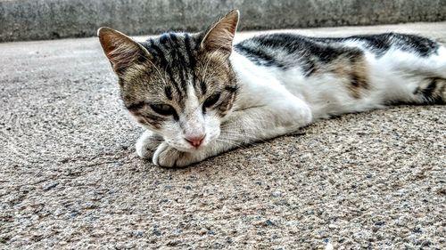 Cat resting on a footpath