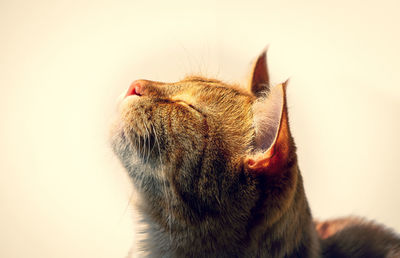 Close-up of a cat