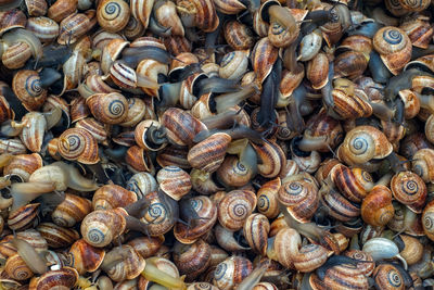 Small sea snails at market still alive