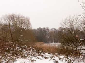 Bare trees on snow covered landscape against clear sky