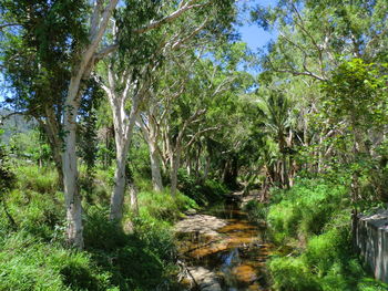 View of trees in forest