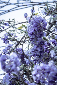 Low angle view of purple flowering plants