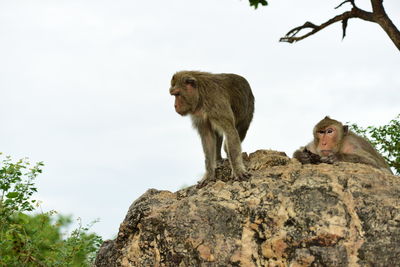 Low angle view of monkey sitting on rock