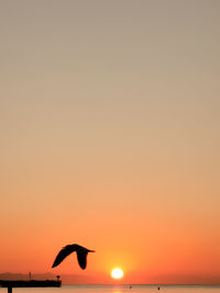 Silhouette bird flying in sky during sunset