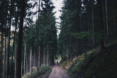 Trail amidst trees in forest