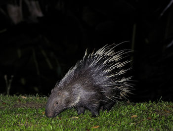 Close-up of an animal on grass