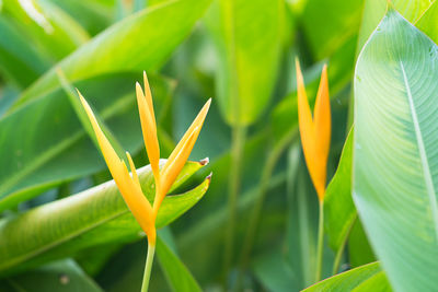 Close-up of yellow flowering plant on field