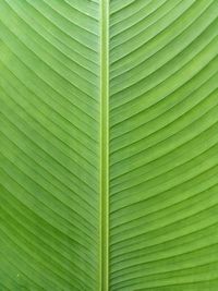 Full frame shot of green leaf