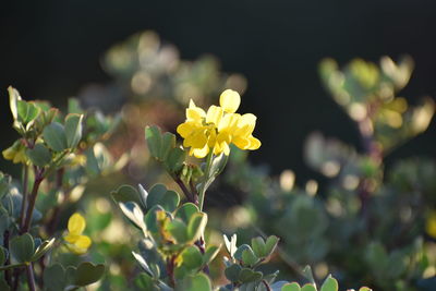 Close-up of yellow flowering plant