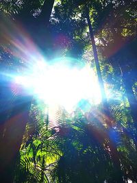 Low angle view of sunlight streaming through trees