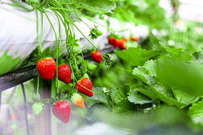 Close-up of strawberry growing on plant