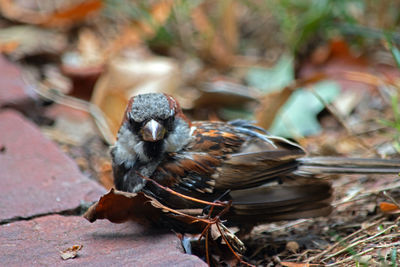 Close-up of bird perching on a field