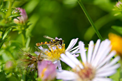 Close-up of bee pollinating on purple flower